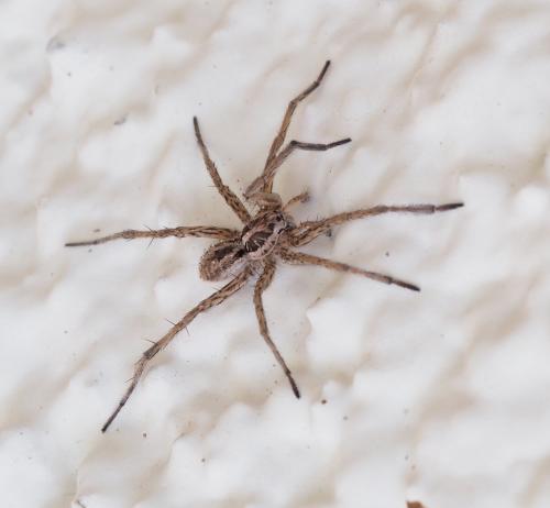 Hogna radiata